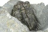 Double Coltraneia Trilobite Fossil - Huge Faceted Eyes #363238-8